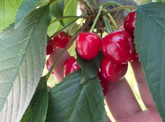 Casa vacanze Kalimera Private Pool Nea Poteidaia