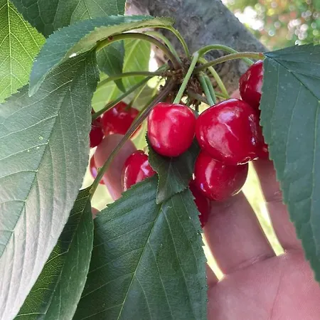 펜션 Kalimera Private Pool 네아 포티데아